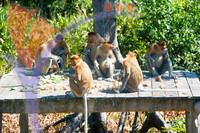 Proboscis Monkey, Sabah