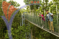 Teak Gallery Tree Top Walk