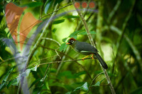 Fraser's Hill International Bird Race