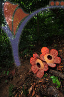 Rafflesia 1 - Perak