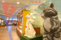 Cat Museum