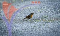 Fraser's Hill International Bird Race