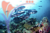 Sipadan Island - Sabah