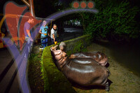 Night Safari Zoo Taiping , Perak