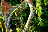 Fraser's Hill International Bird Race