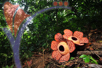 Rafflesia 1 - Perak