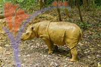 Tabin Wildlife, Sabah