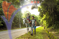 Island Horses - Langkawi