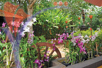 Butterfly Farm