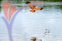 Eagle Feeding - Langkawi