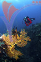 Tioman Island - Pahang