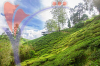 Tea Plantation in The Cameron Highlands