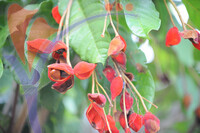 Melaka Tropical Fruit Farm