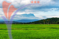 Mt Kinabalu And Paddy Field in Kota Belud Sabah Borneo Malaysia