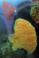 Tioman Island - Pahang