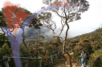 Couple Walk Pass Kinabalu Forest