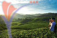 Tea Plantation