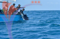 The Royal Pahang Billfish International Challenge