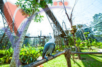 Melaka Bird's Park - Melaka