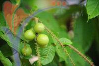 Melaka Tropical Fruit Farm
