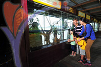 Pulau Orang Utan - Bukit Merah - Perak