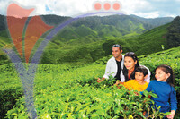 Tea Plantation
