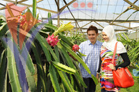 Xenxin Organic Farm