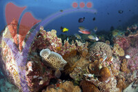 Tioman Island - Pahang