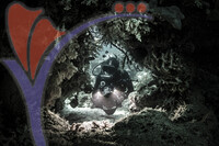 Sipadan 9