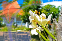 Taman Orkid