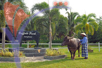 Buffalo Park