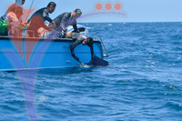 The Royal Pahang Billfish International Challenge