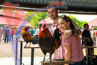 Bird Cooing Festivals