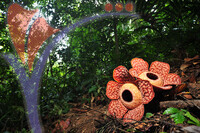 Rafflesia 1 - Perak