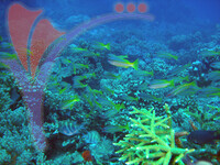 Tenggol Island - Terengganu