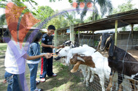 Rabbit Farm