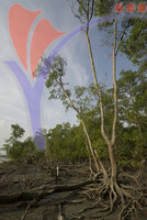 Taman Alam