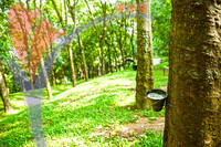 Taman Warisan Pertanian (agriculture Heritage Park) - Putrajaya