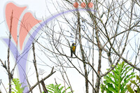 Fraser's Hill International Bird Race
