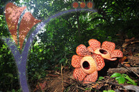 Rafflesia 1 - Perak