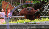 Ornag Utan 2