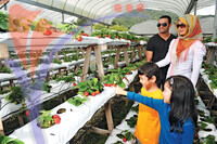 Strawberry Farm