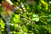 Fraser's Hill International Bird Race