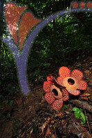 Rafflesia 1 - Perak