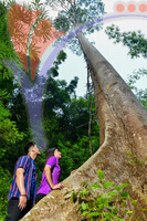 Tasik Pedu