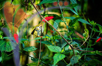 Fraser's Hill International Bird Race