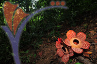 Rafflesia 1 - Perak
