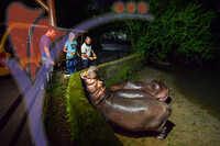 Night Safari Zoo Taiping , Perak