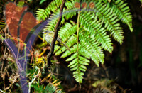 Fraser's Hill International Bird Race