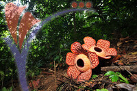 Rafflesia 1 - Perak